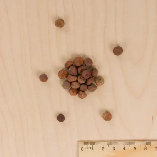 Légumes Secs - Pois Mangetout Carouby de Maussane - 20 m - MEDIA_3D